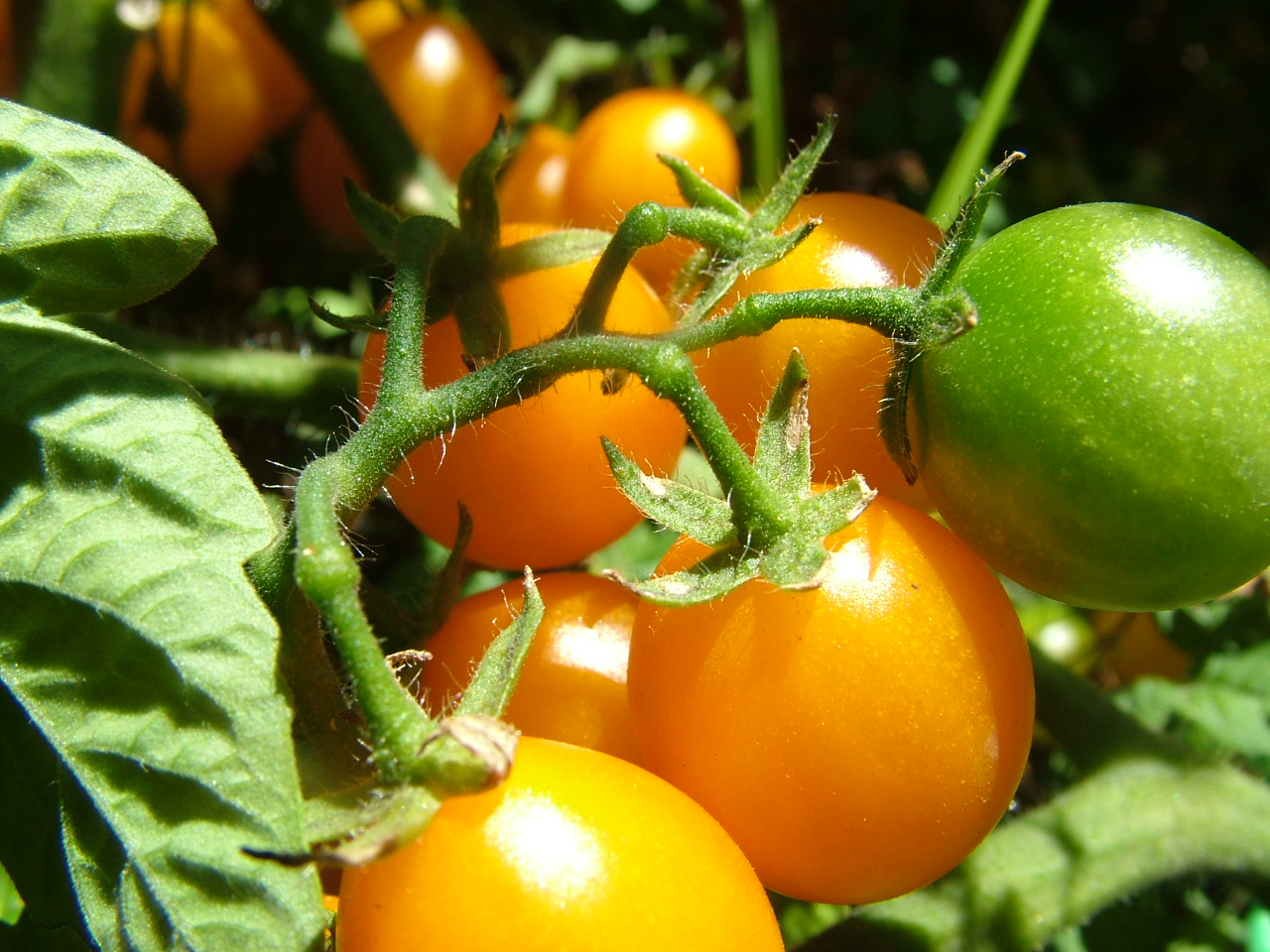 معرفی و راهنمای پرورش درختان میوه - گوجه گالاپاگوس